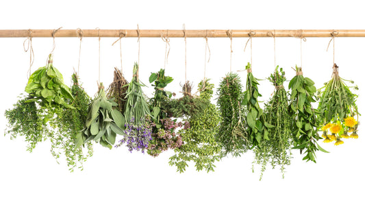Reviziure parmacologica și fitochimica a proprietăților Zingiber officinale Roscoe (Zingiberaceae)